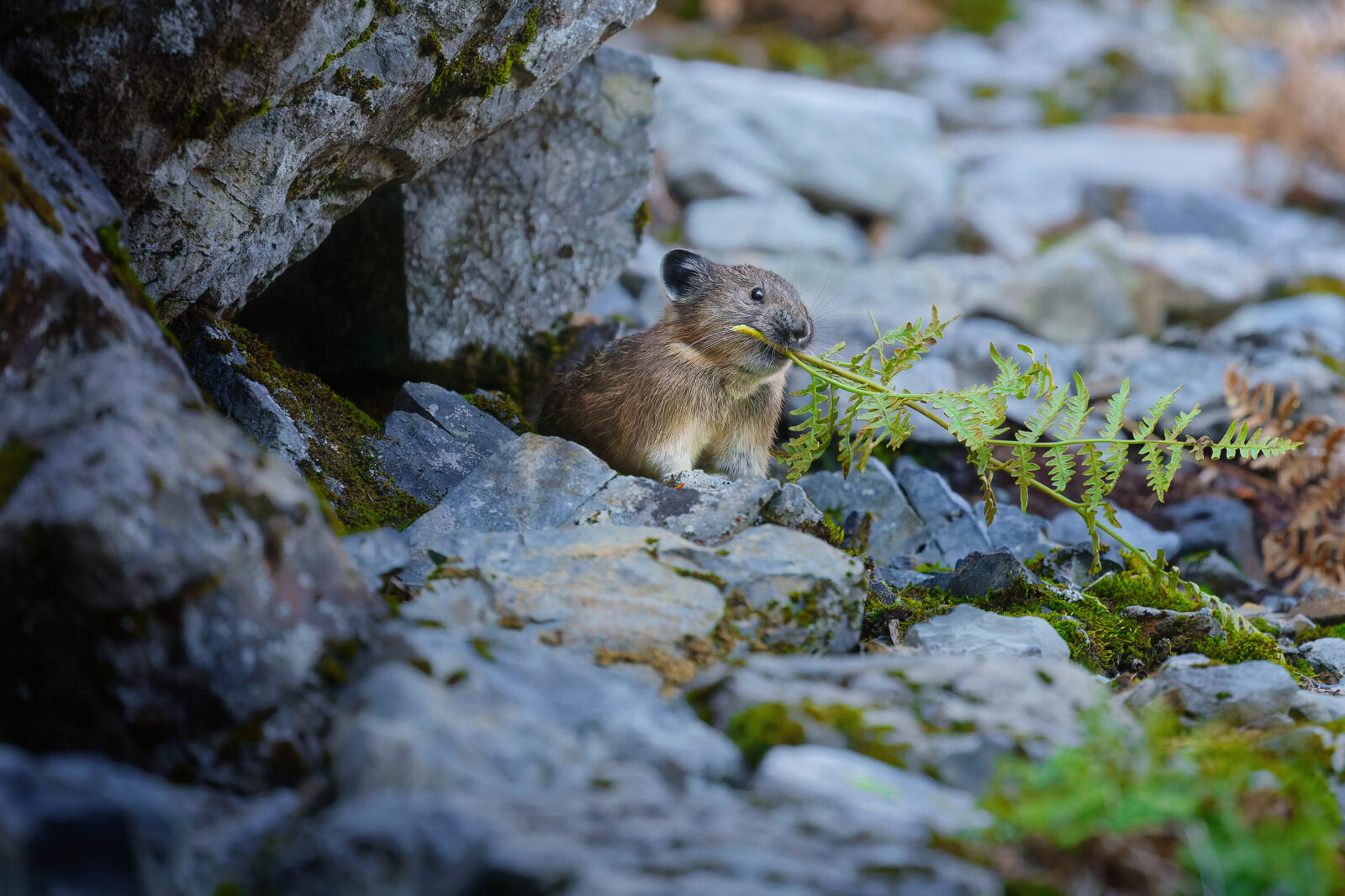 Home - Lisa Lixuan Sproat Photography