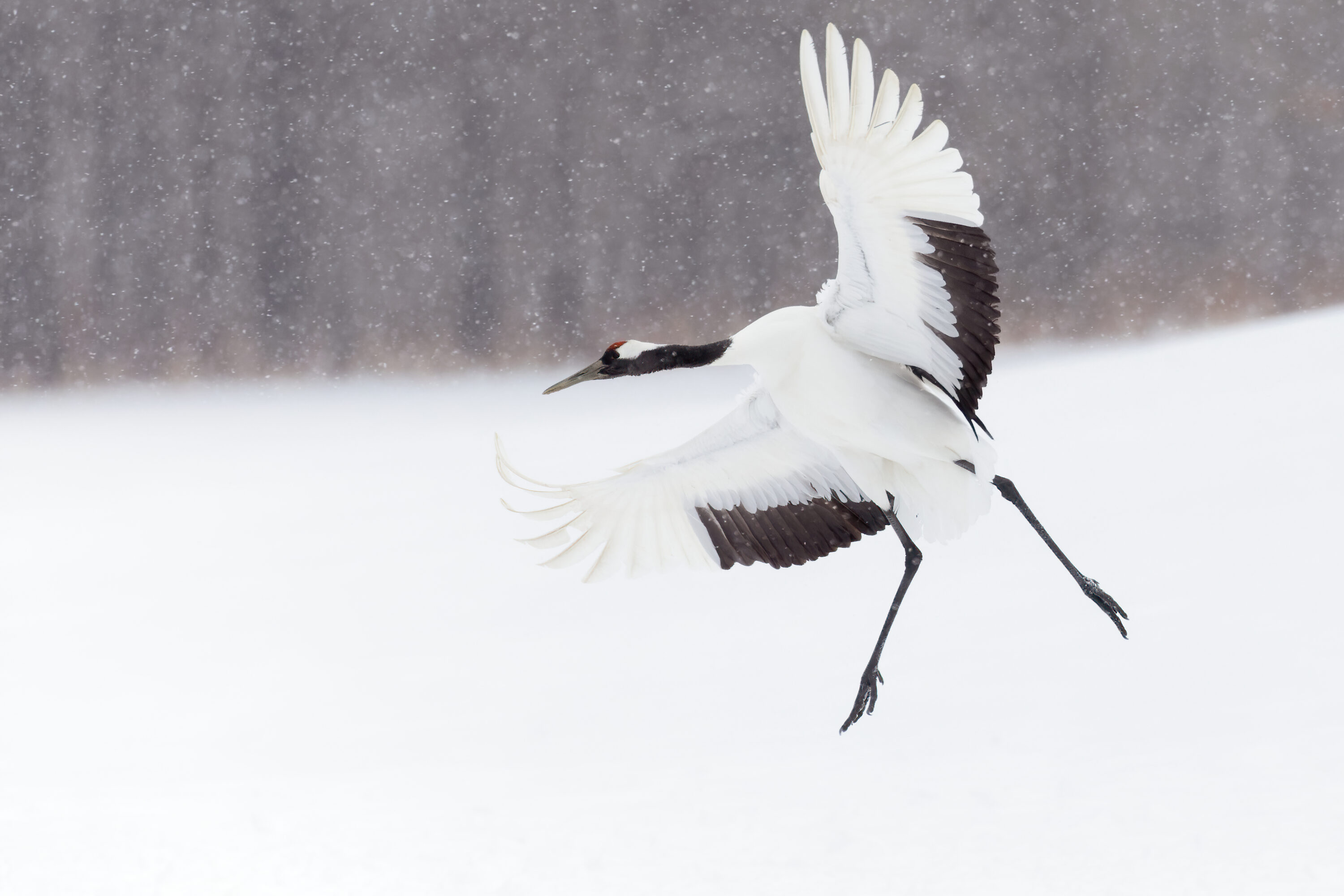 Home - Lisa Lixuan Sproat Photography