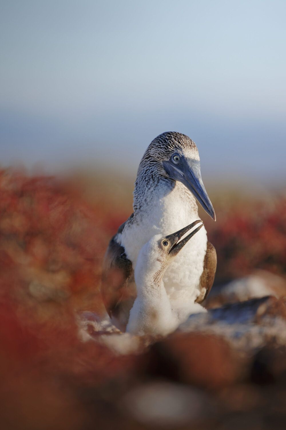 red-footed boobies  The Blacktip Times