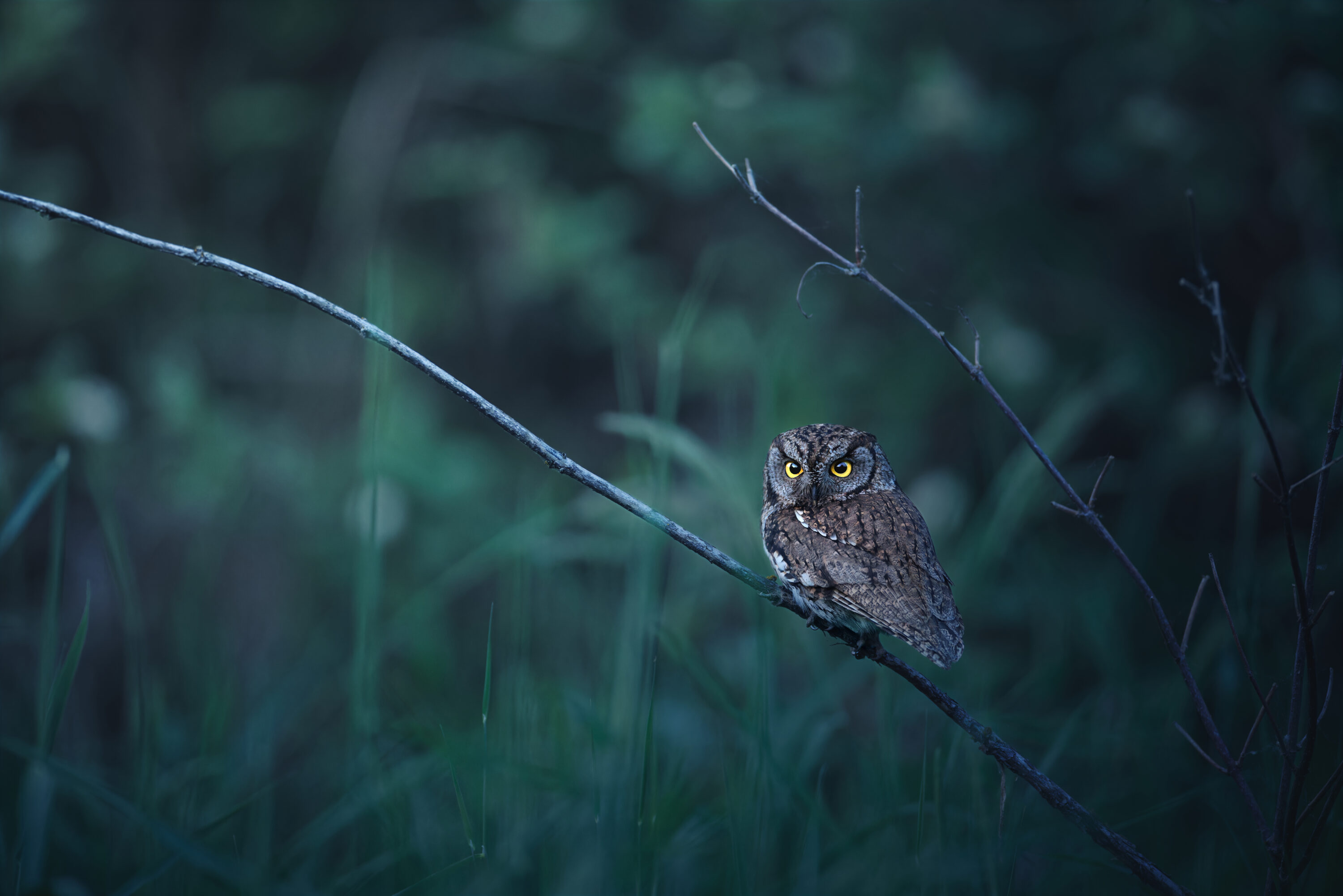 Home - Lisa Lixuan Sproat Photography