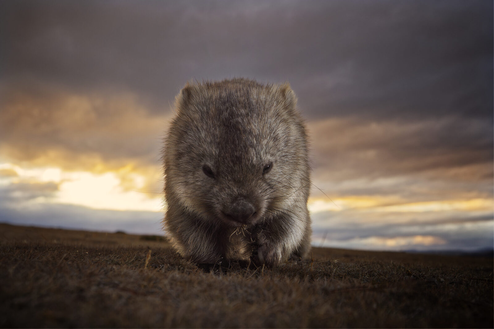 Home - Lisa Lixuan Sproat Photography