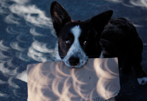 A photo of a dog holding a piece of cardboard, upon which are projected numerous crescent-shaped slices of light.